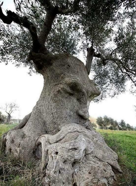 Casa Sant'Antonio Villa Ostuni Dış mekan fotoğraf